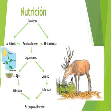 Nutrición heterótrofa-NUTRICION CELULAR