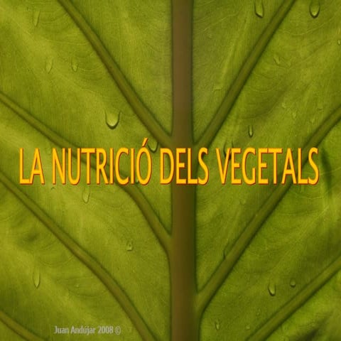 LA NUTRICIÓ DE LES PLANTES