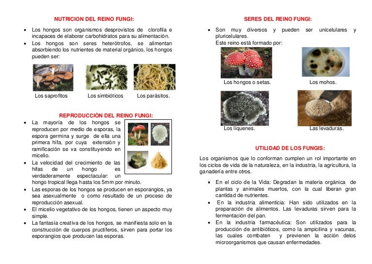 Nutricion Del Reino Fungi