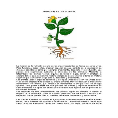 Nutricion en las plantas y animales