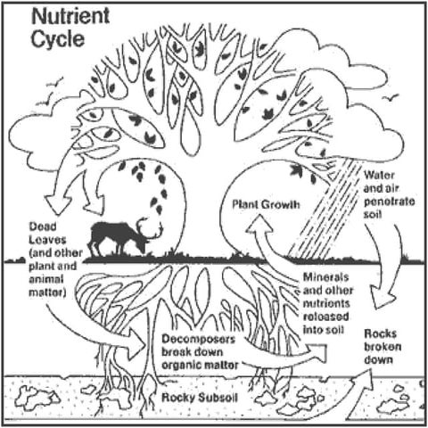 Nutrient Cycle