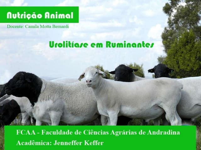 Urolitíase em pequenos ruminantes