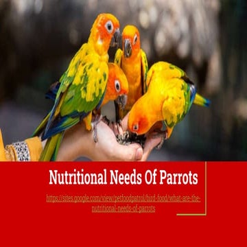 Nutritional Needs Of Parrots
