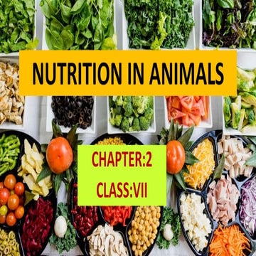 Nutrition in animals 11