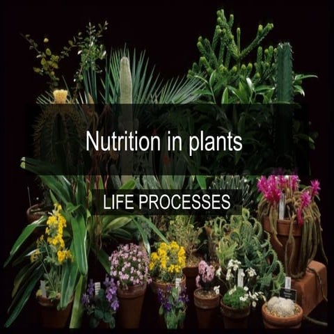 Nutrition in plants