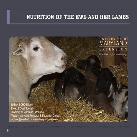 Nutrition Of The Ewe And Lamb