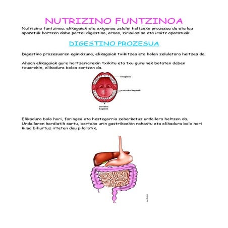 Nutrizino funtzinoa nerea