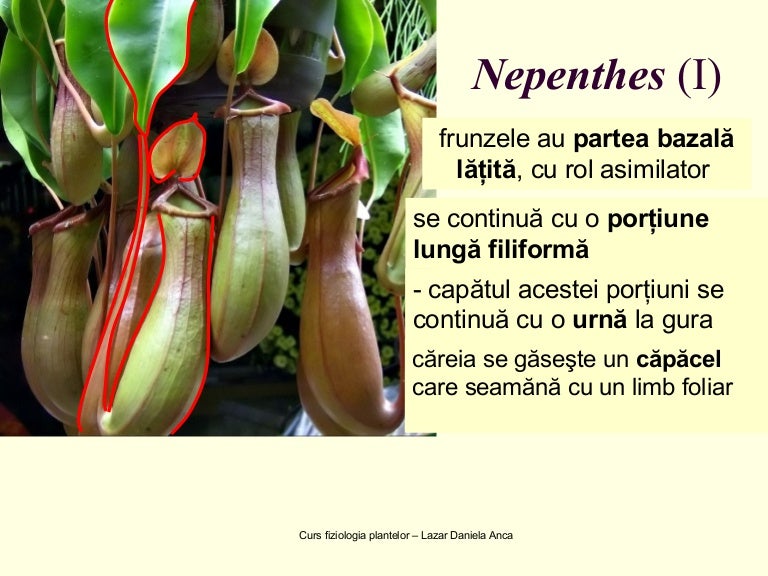 Nutr Mixotrofec11