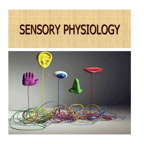 Sensory physiology