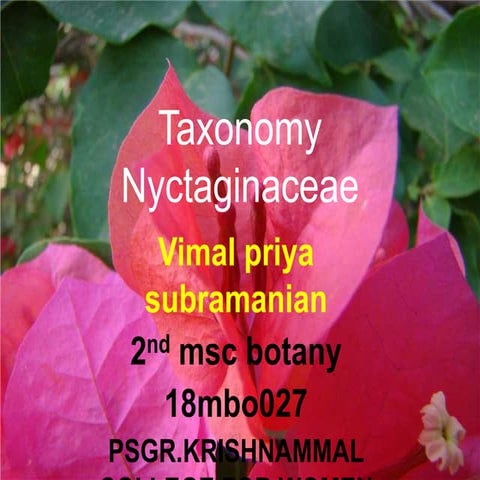  TAXONOMY- characters of  Nyctaginaceae 