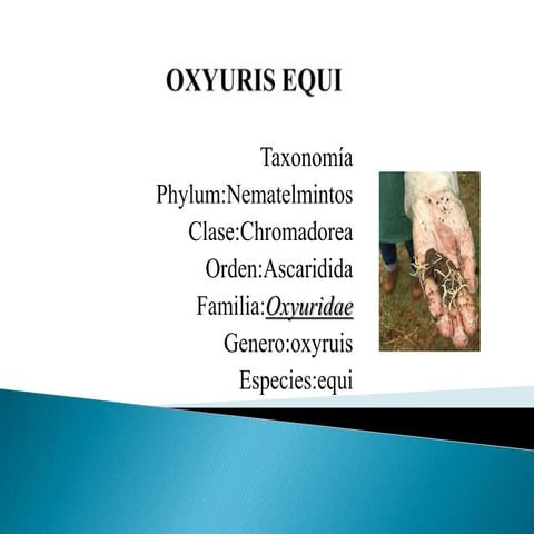 oxyuris equi