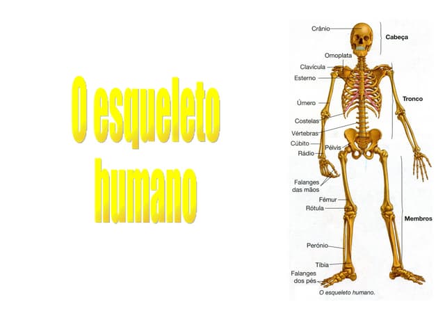 O Esqueleto Humano
