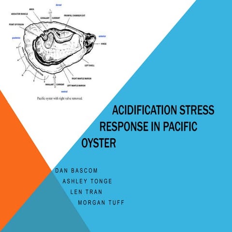FISH441: Oyster acidification: gene and protein expression 