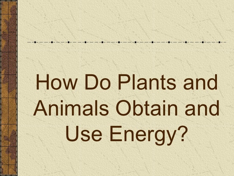 Obj 1&2 compare ways plants and animals use energy and how they are d…