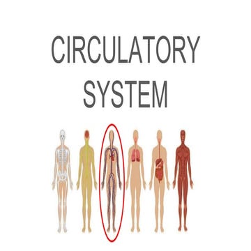 Circulatory system blog