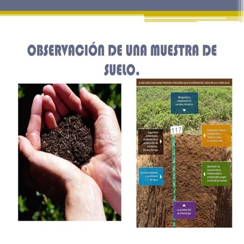 Observación de una muestra de suelo