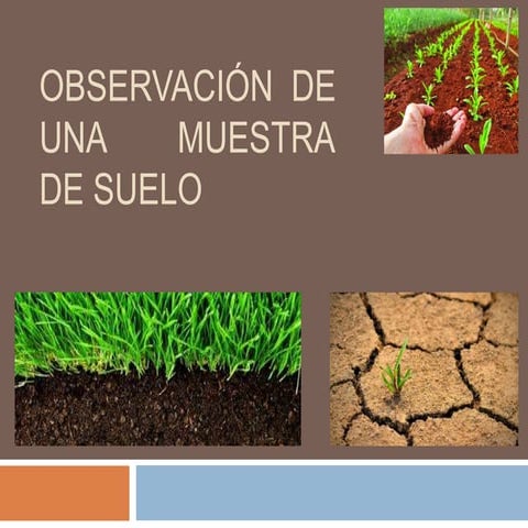 Observacion del suelo 1
