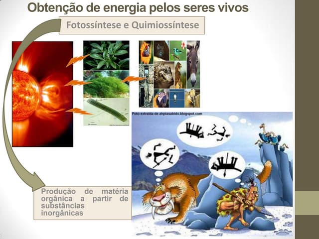 Obtenção de energia pelos seres vivos