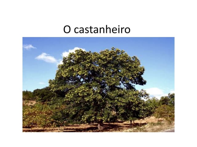 O castanheiro