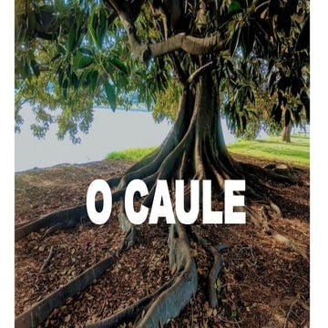 O CAULE, tipos, estrutura, funçao, importancia.pptx
