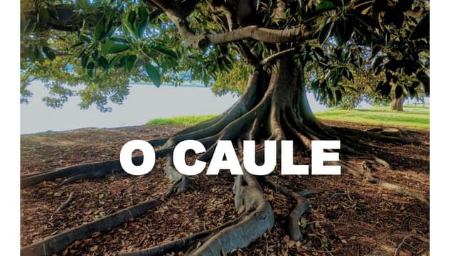 O CAULE, tipos, estrutura, funçao, importancia.pptx