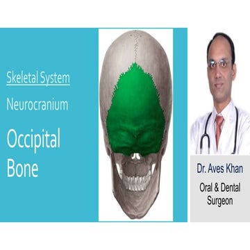 Skeletal System:- Neurocranium - Occipital bone