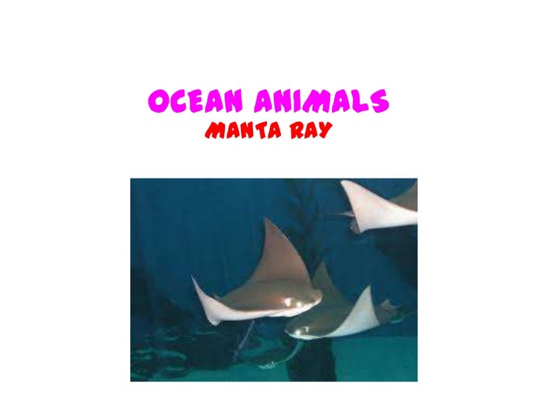 Ocean animals