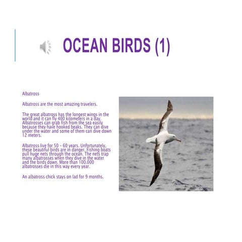 Class 3 Science Olympiad Sample paper on Birds - Set 01 | PDF