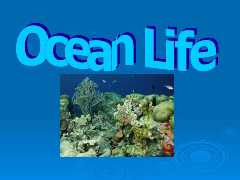 Ocean Life