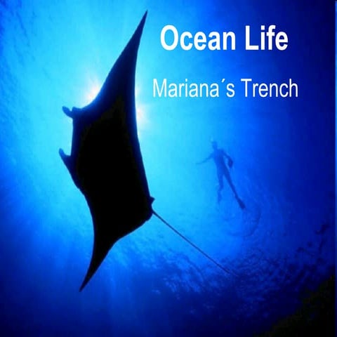 Ocean life
