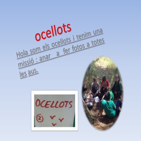 Ocellots power