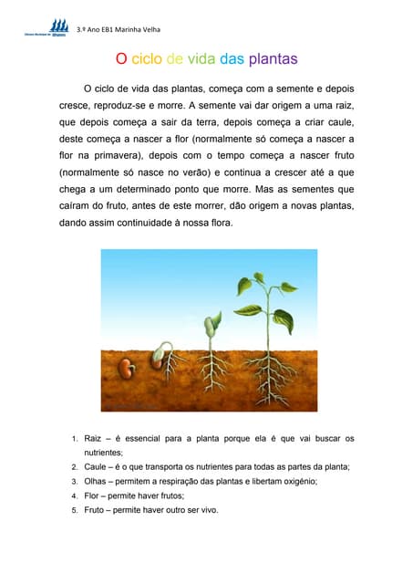 O ciclo de vida das plantas