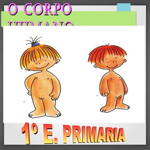 O corpo humano 1º EP