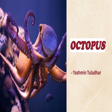 The Octopus | PPT