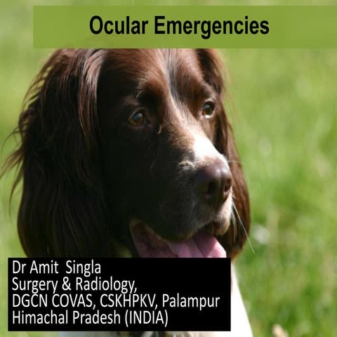 Ocular emergencies
