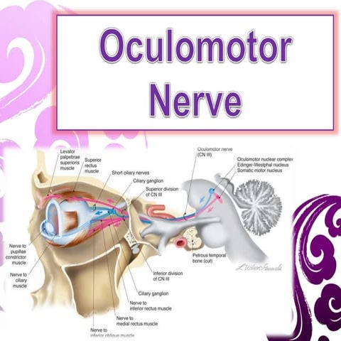 Oculomotor nerve