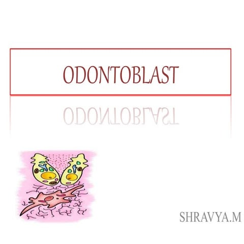 ODONTOBLAST