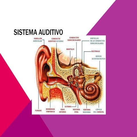 Oído, gusto y olfato
