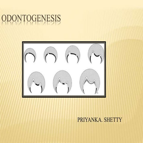 Odontogenesis (1)
