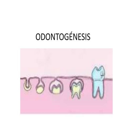 Odontogénesis