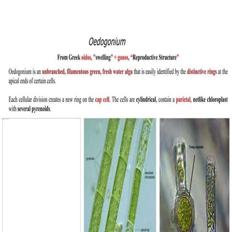 Morphology and Reproductive structures of Chara | PPTX