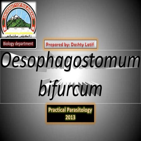 Oesophagostomum bifurcum.2013.university sulaiamany.biology.dashty rihany