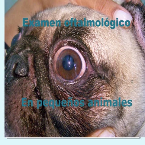 Examen Oftalmológico Veterinario