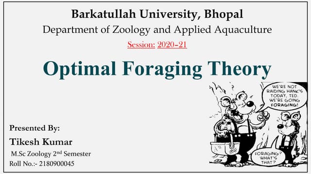 Optimal Foraging Theory (OFT)