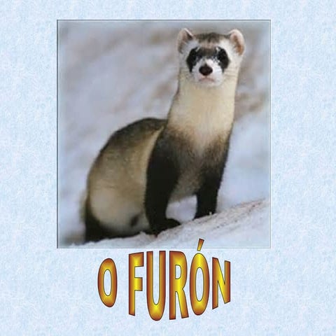 O furón