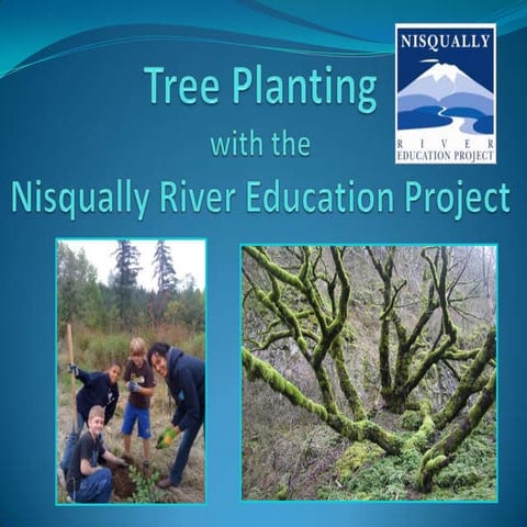 NREP Ohop Tree Planting -Fall 2013