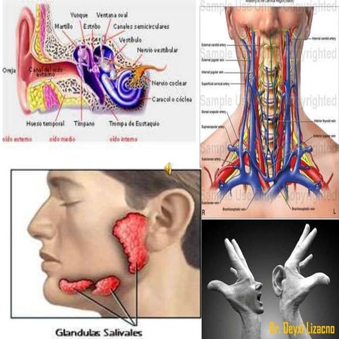 Oido, cuello glandulas salivales