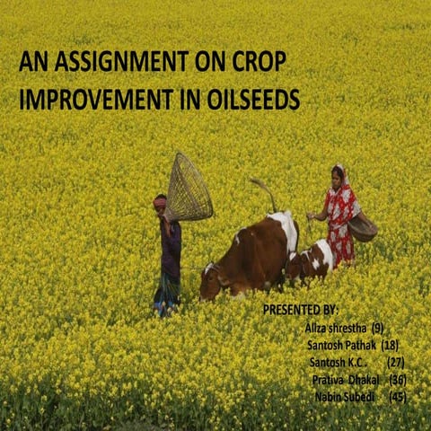 crop improvemnet in oilseeds