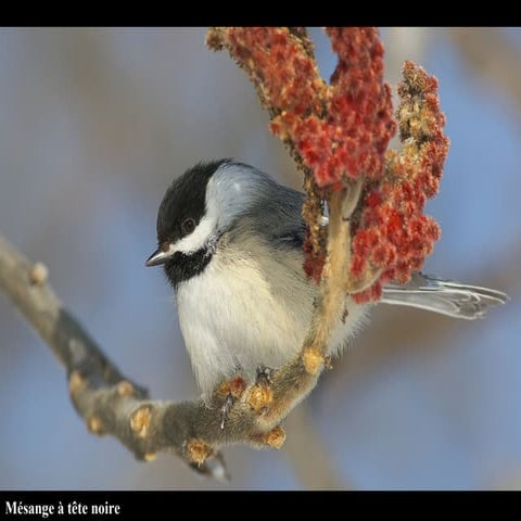 Oiseaux2 - Juin 2009