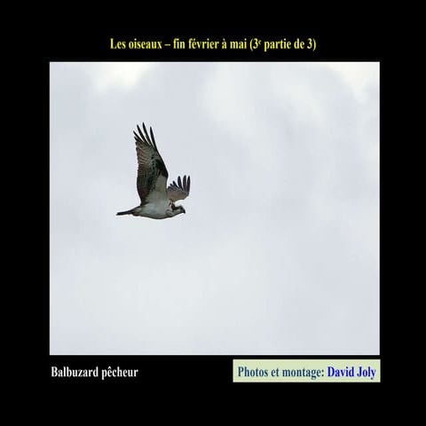 Oiseaux3 - Juin 2009